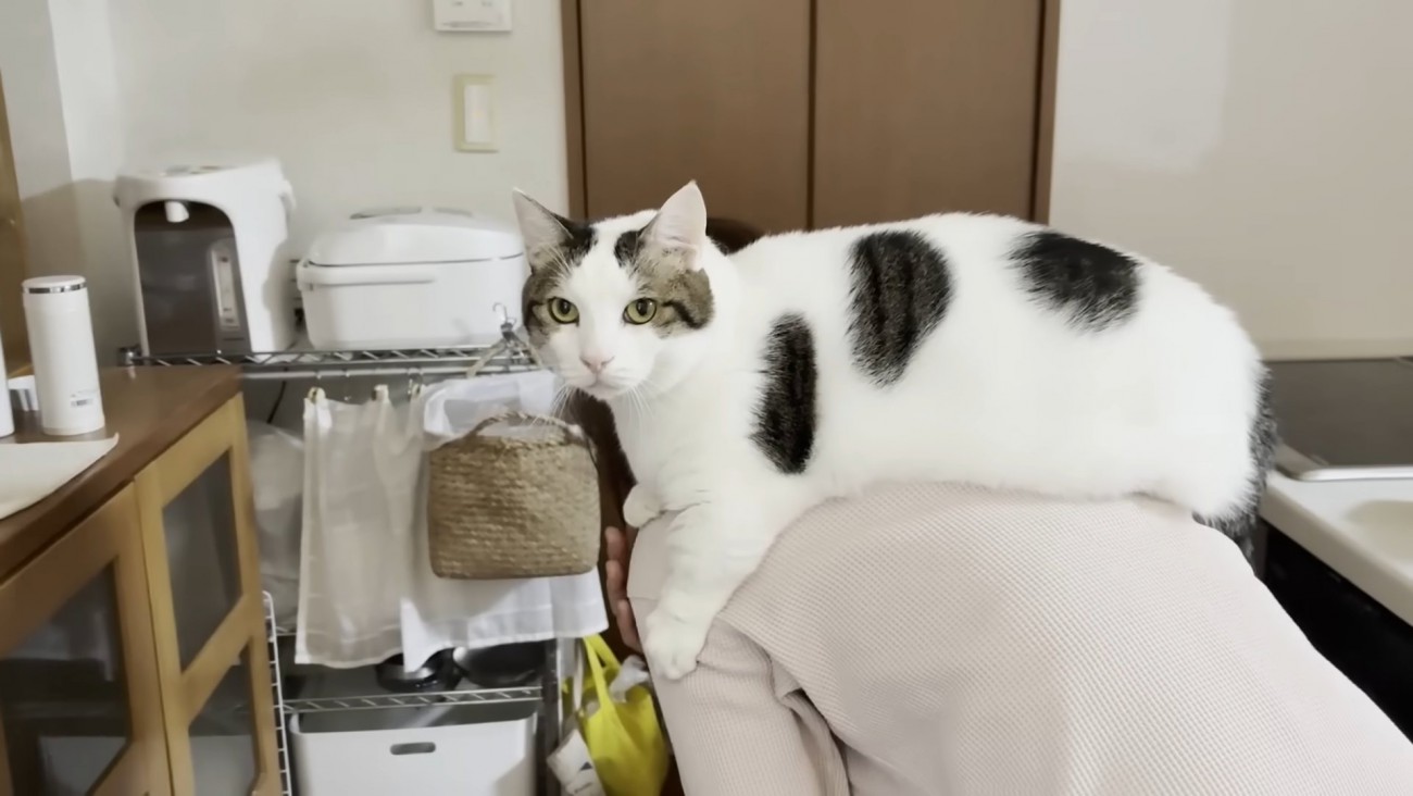 体は左向きでカメラ目線の猫ちゃん