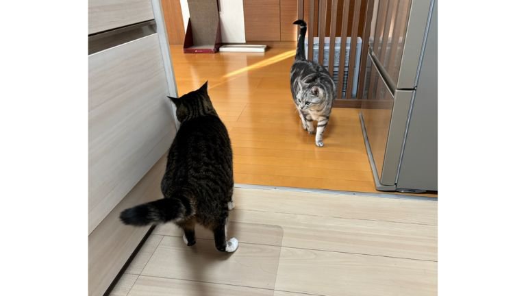 キッチンにいる猫たち