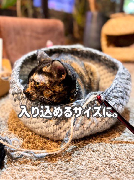 作成中の猫ハウスの中でくつろぐサビ猫