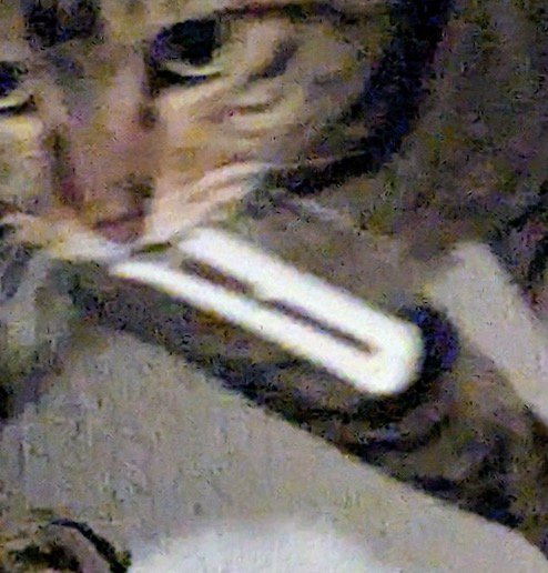 カーテンフックを咥える猫