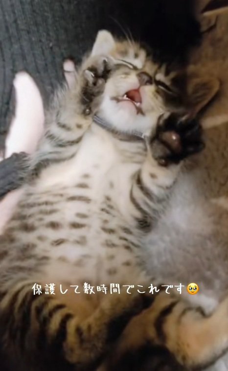 へそ天で寝ている子猫