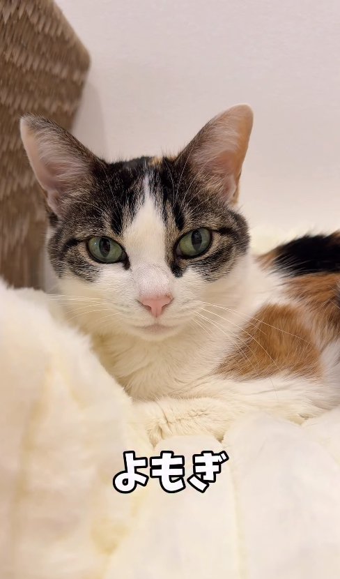 白いブランケットの上でくつろいでいる三毛猫「よもぎ」