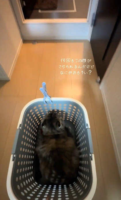 カゴごと廊下を突き進む猫