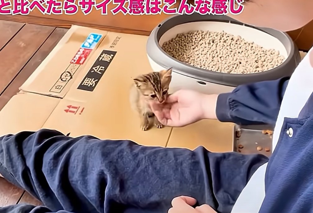 お座りする子猫