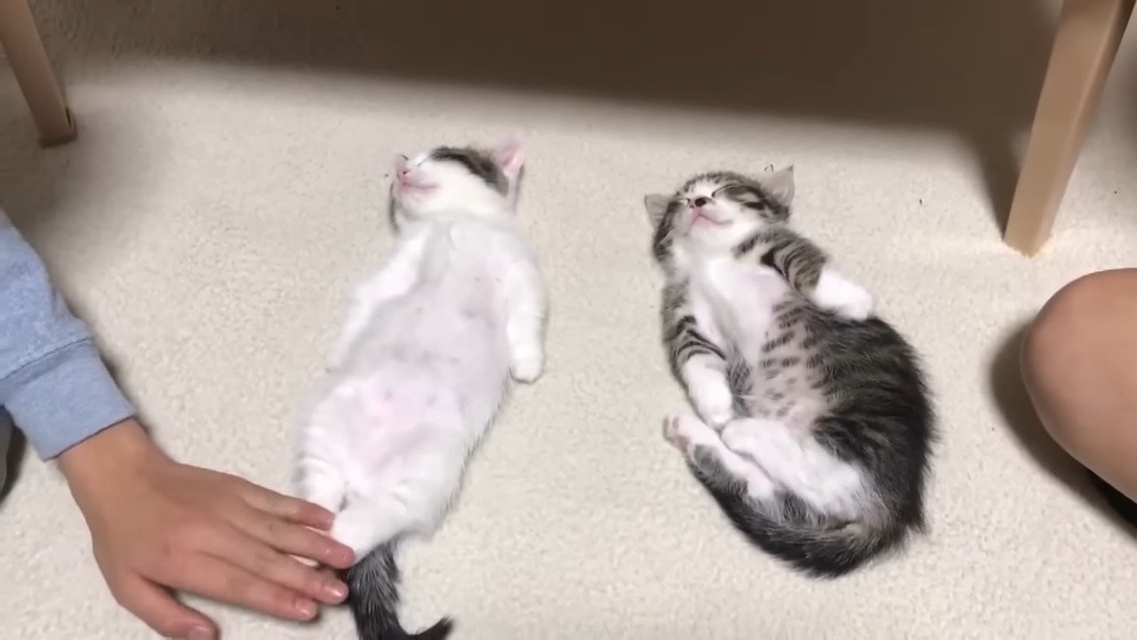 後ろ足を触られる豆大福くん