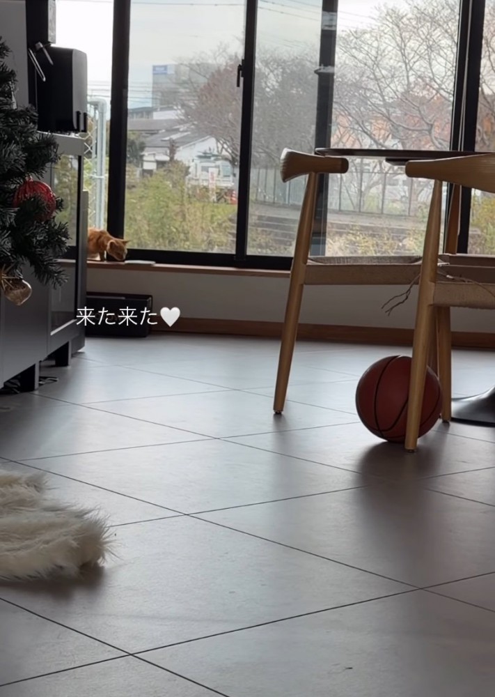 家の中に入る子猫