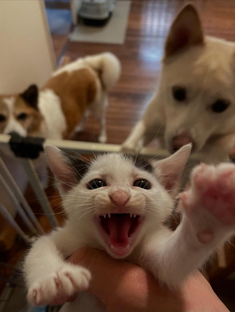 鳴く子猫と後ろから見ている犬たち