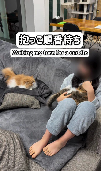 2匹の猫と女の子