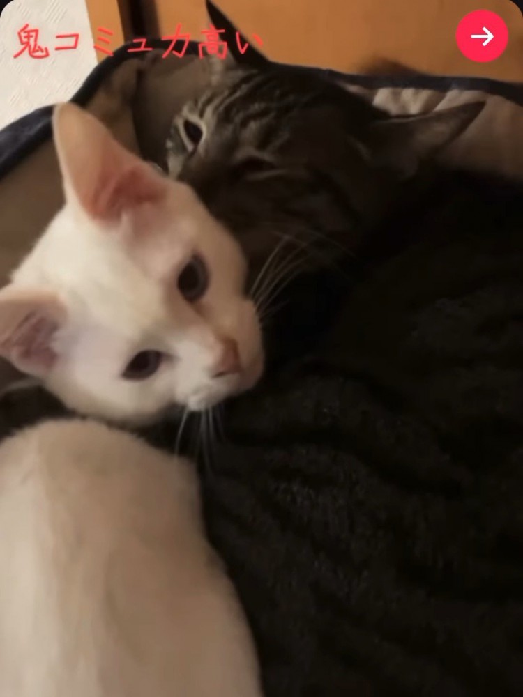 キジトラ猫に抱きしめられる白猫