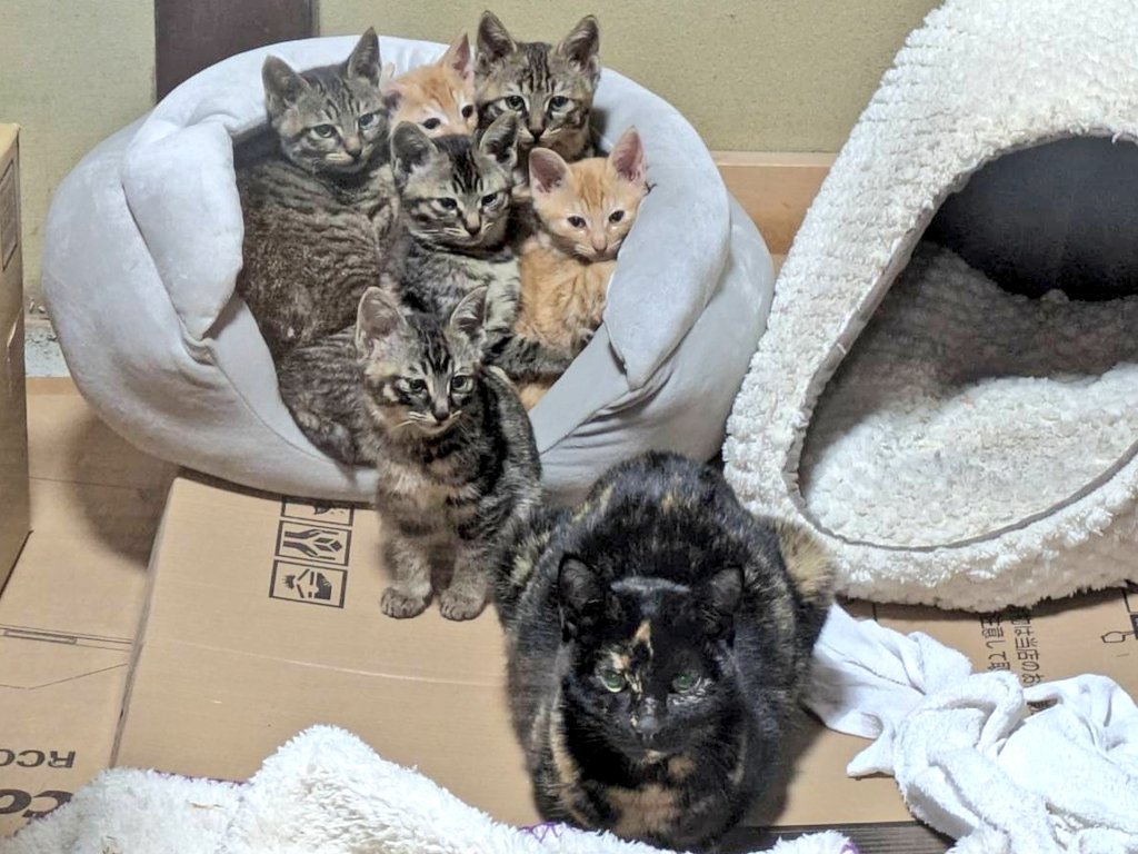 保護された母猫と子猫たち