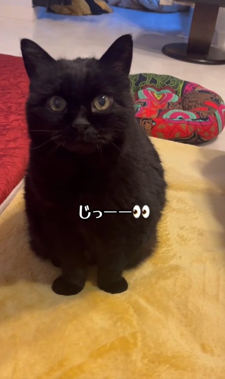 飼い主をみつめる黒猫