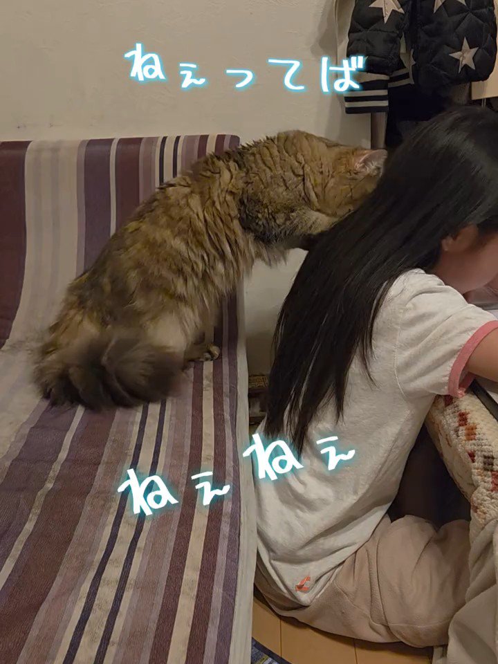 子どもの肩に両方の前足を乗せる猫