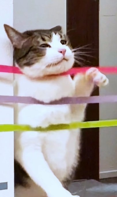 家の中に張ってあるテープにひっかかる猫