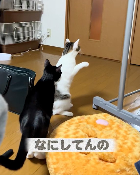 近寄る猫