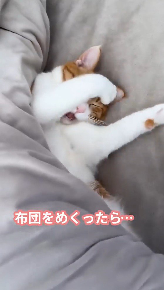 片方の前足を顔に被せる猫