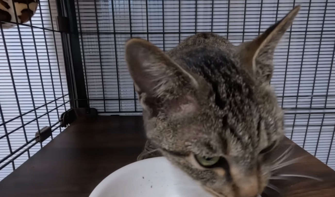 ごはんを食べ終わった猫