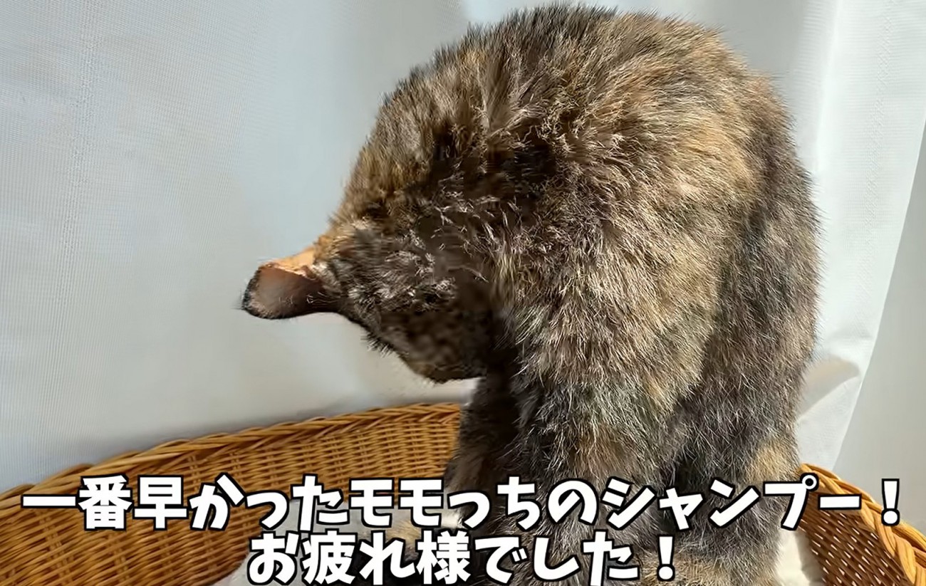 毛繕いをする猫