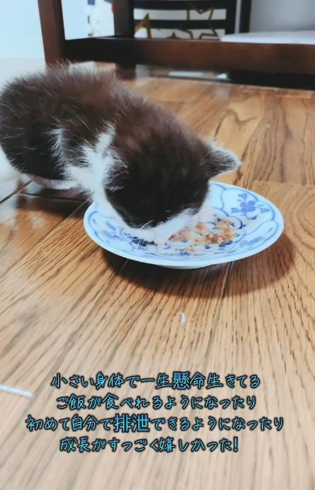 ご飯を食べる黒白模様の子猫