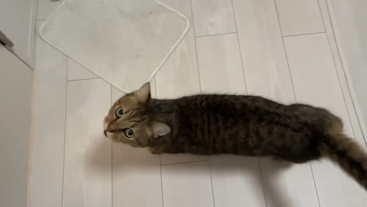 見上げてニャー