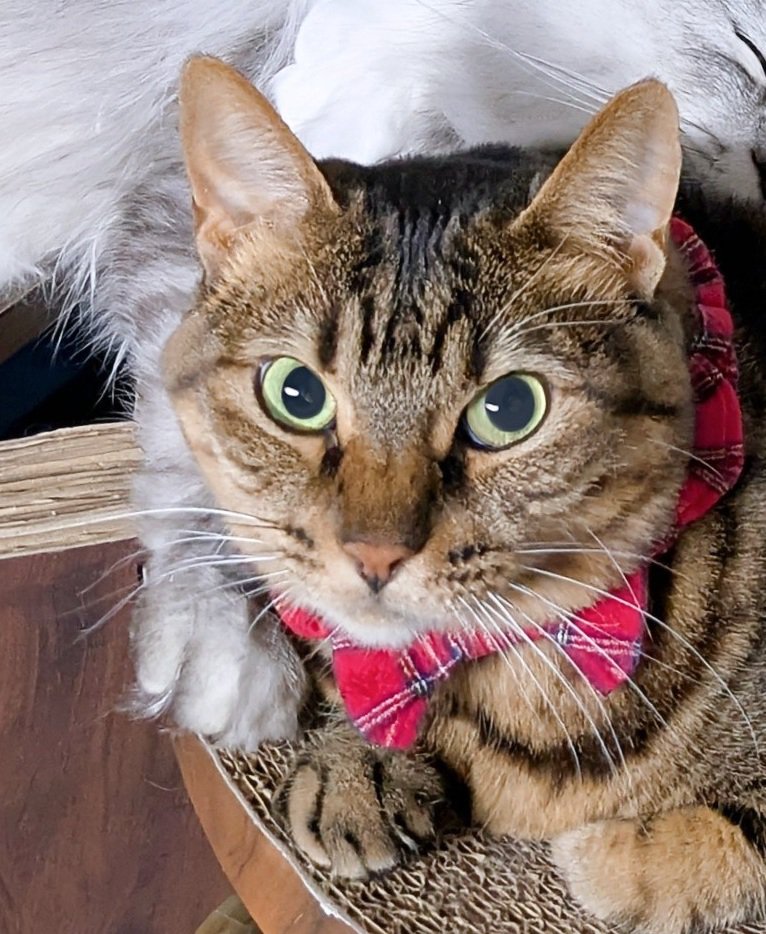 困っている表情の猫