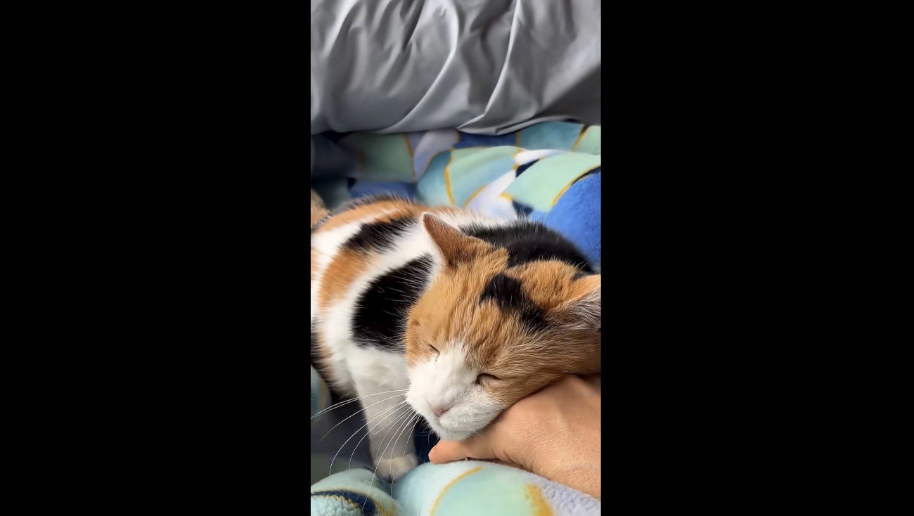 スリスリが止まらないミケ