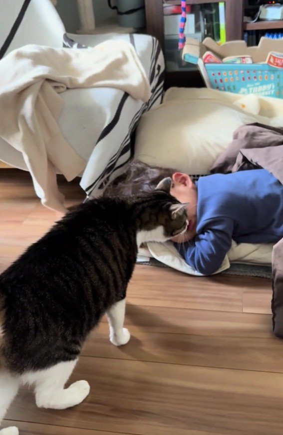 寝ている男の子を観察する猫