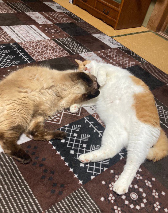 寄り添い合ってくつろぐ2頭の猫