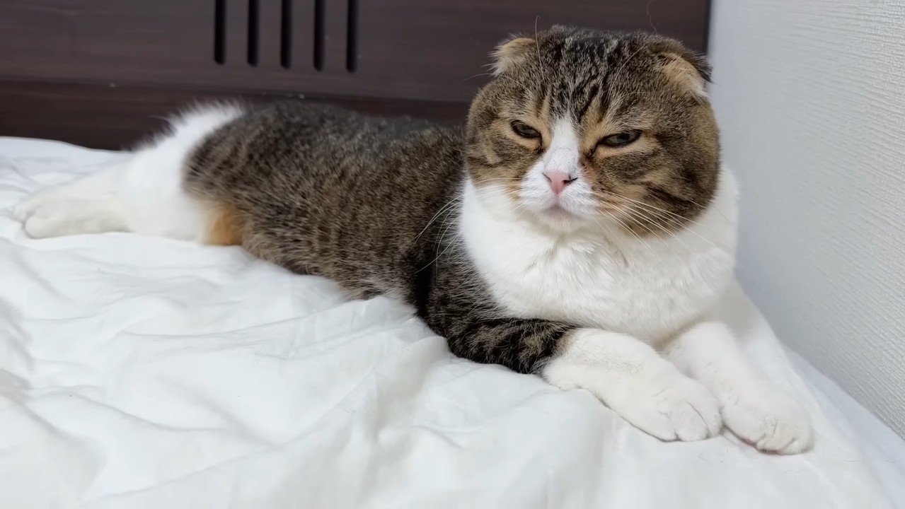 眠そうなぽこ太郎くん