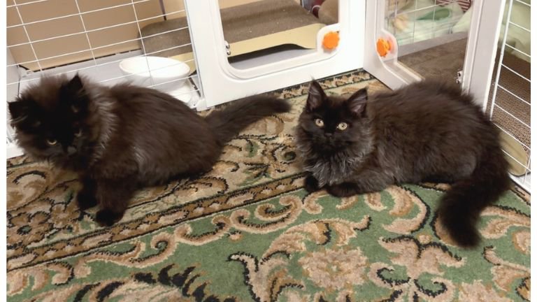 室内にいる猫たち