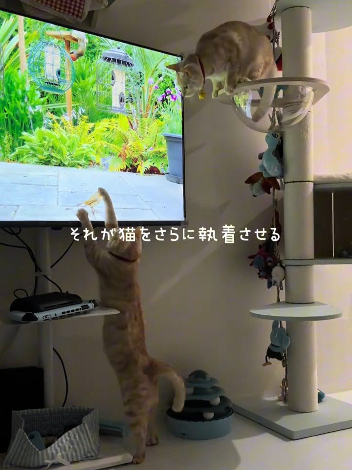 テレビに触る猫と上から見る猫