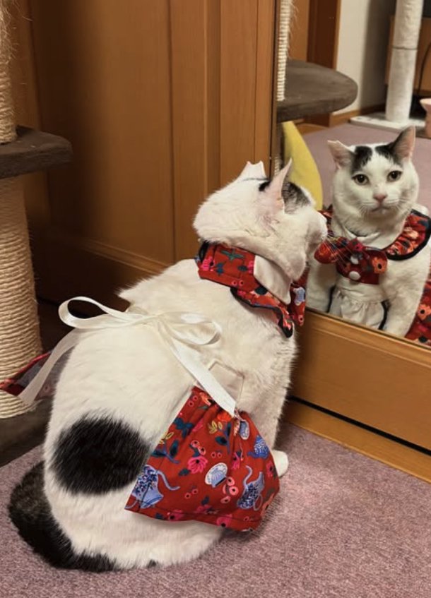 服を着て鏡越しにカメラを見つめる猫