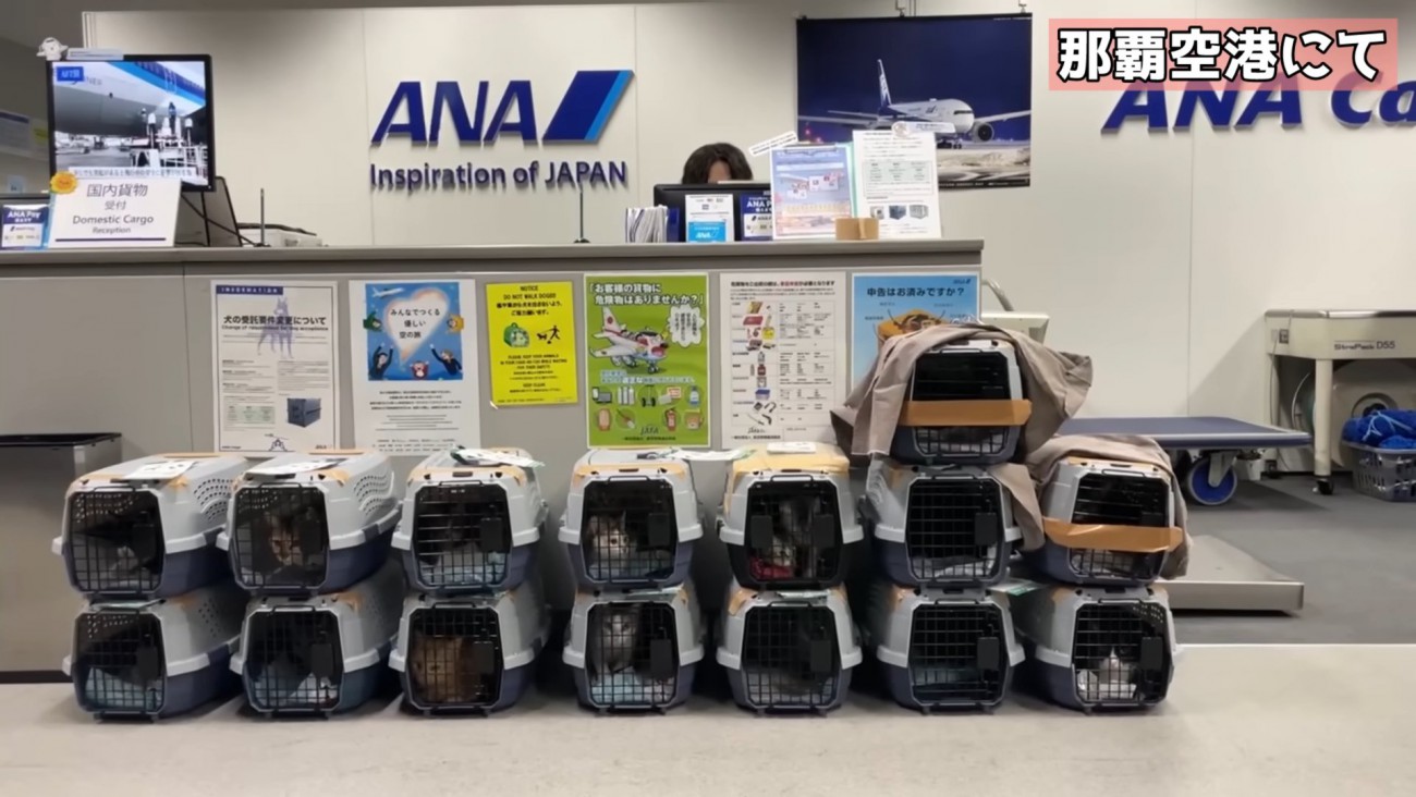 たくさんのキャリー