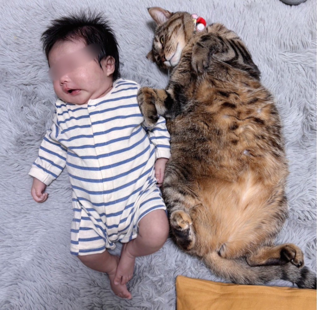 赤ちゃんと並ぶ猫