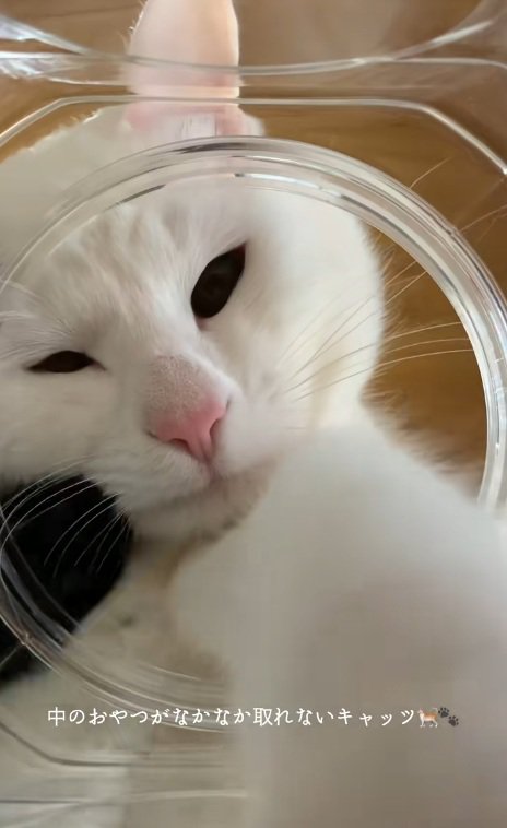 瓶の中に手を入れる白猫とキジトラの手