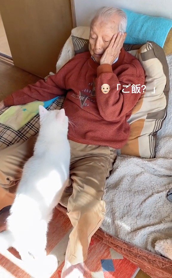 「ご飯？」と聞かれる猫