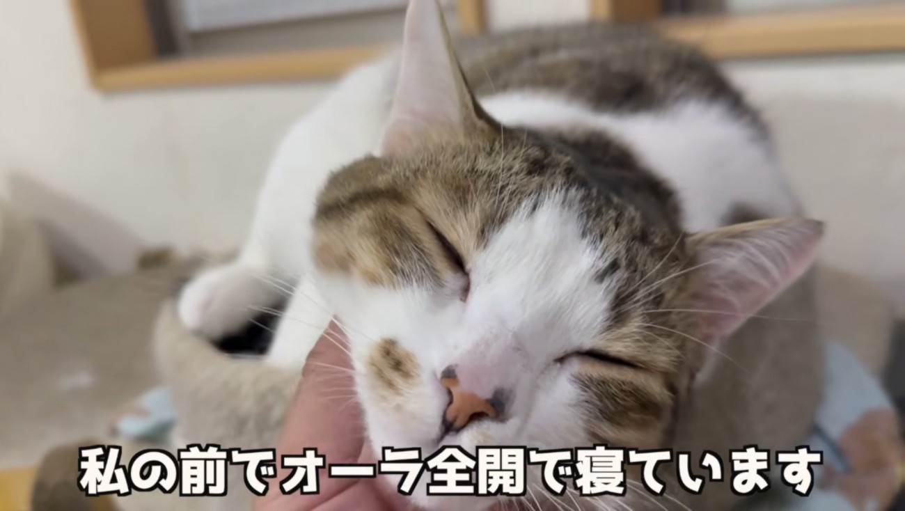 うたた寝しているコトくん