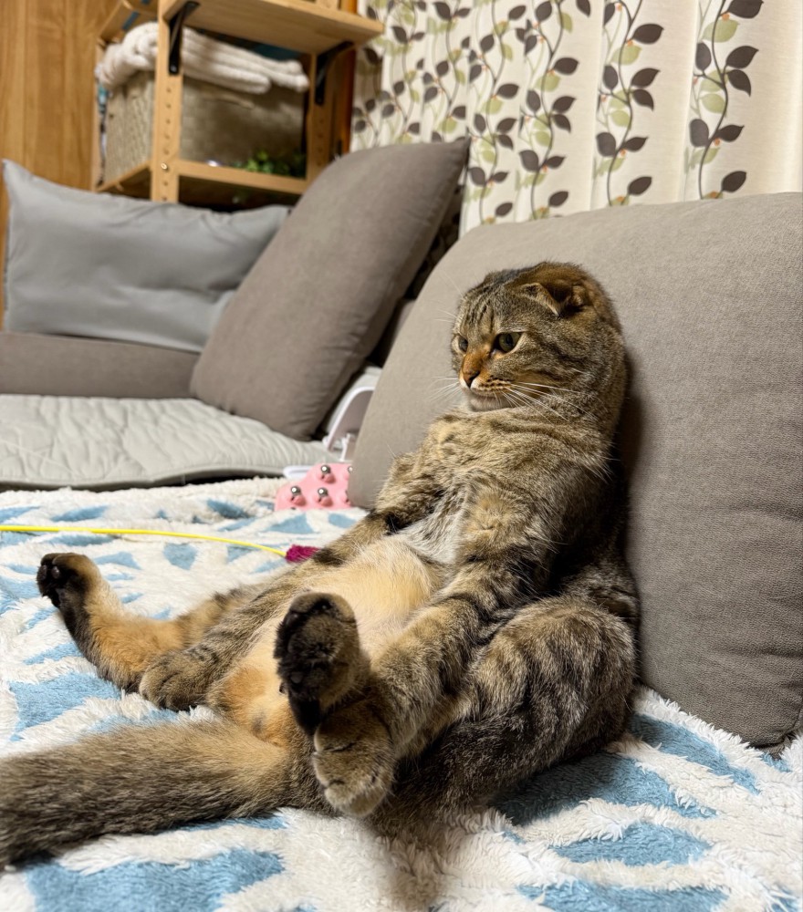 人間みたいに座る猫