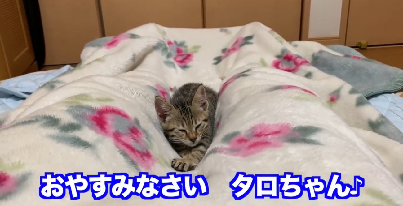 寝るタロちゃん