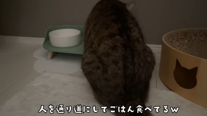 ごはんたべるみにら君