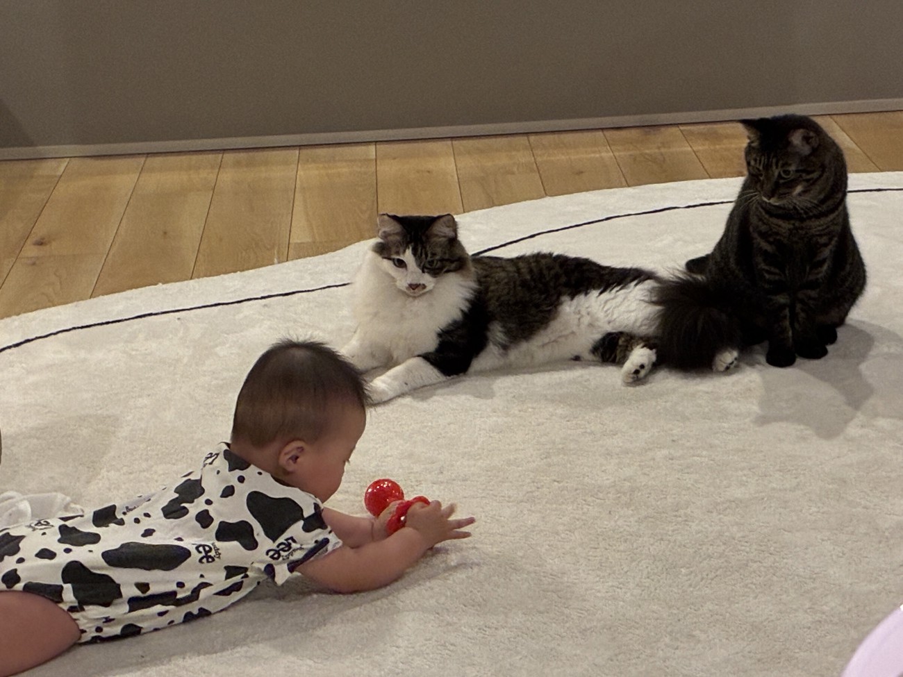 赤ちゃんのおもちゃを見る猫たち