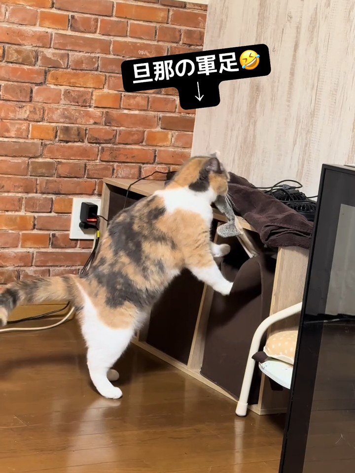 箱から引っ張り出す猫