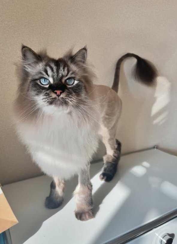 ライオンカットされたグレーの猫