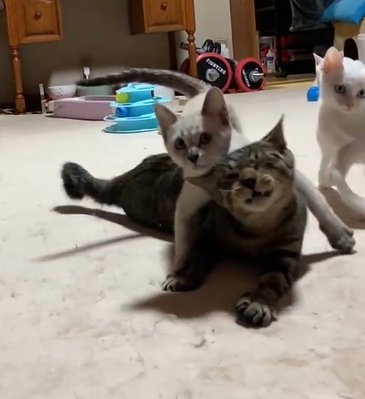 斜め左を向きながらキジトラ猫の上に乗るグレーの猫