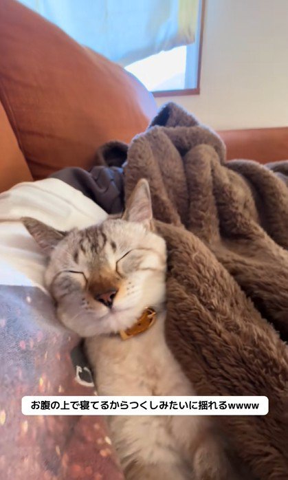 揺れても寝続ける猫