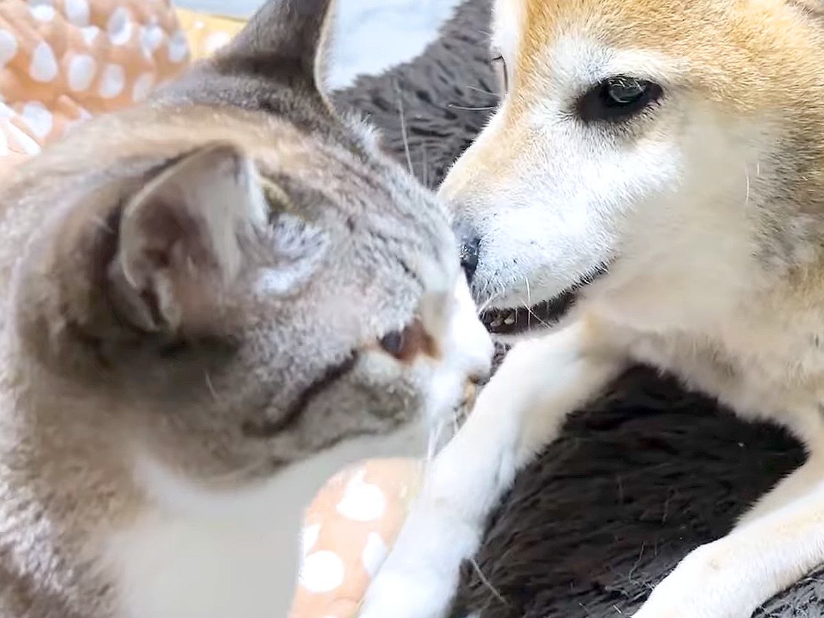 遊びを中断した猫→犬に『猫流のあいさつ』をした結果…あまりにも『尊すぎるリアクション』に「ずっと見ていたい」「優しい目にうるっと」 | ねこ ...