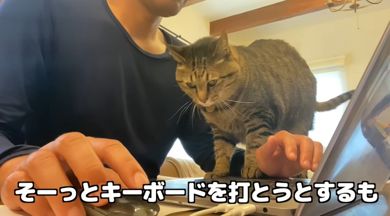 パソコンをしたい飼い主と邪魔をする猫
