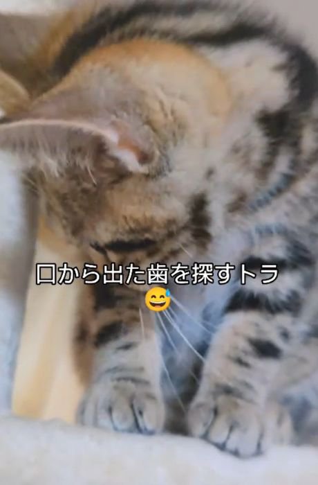 顔を横へ向けて床を見る猫