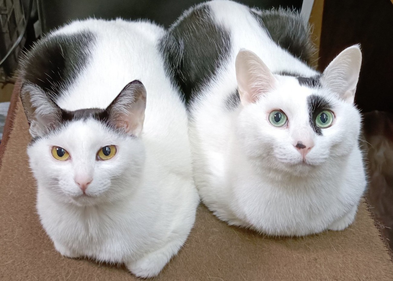 並んで香箱座りする2匹の猫