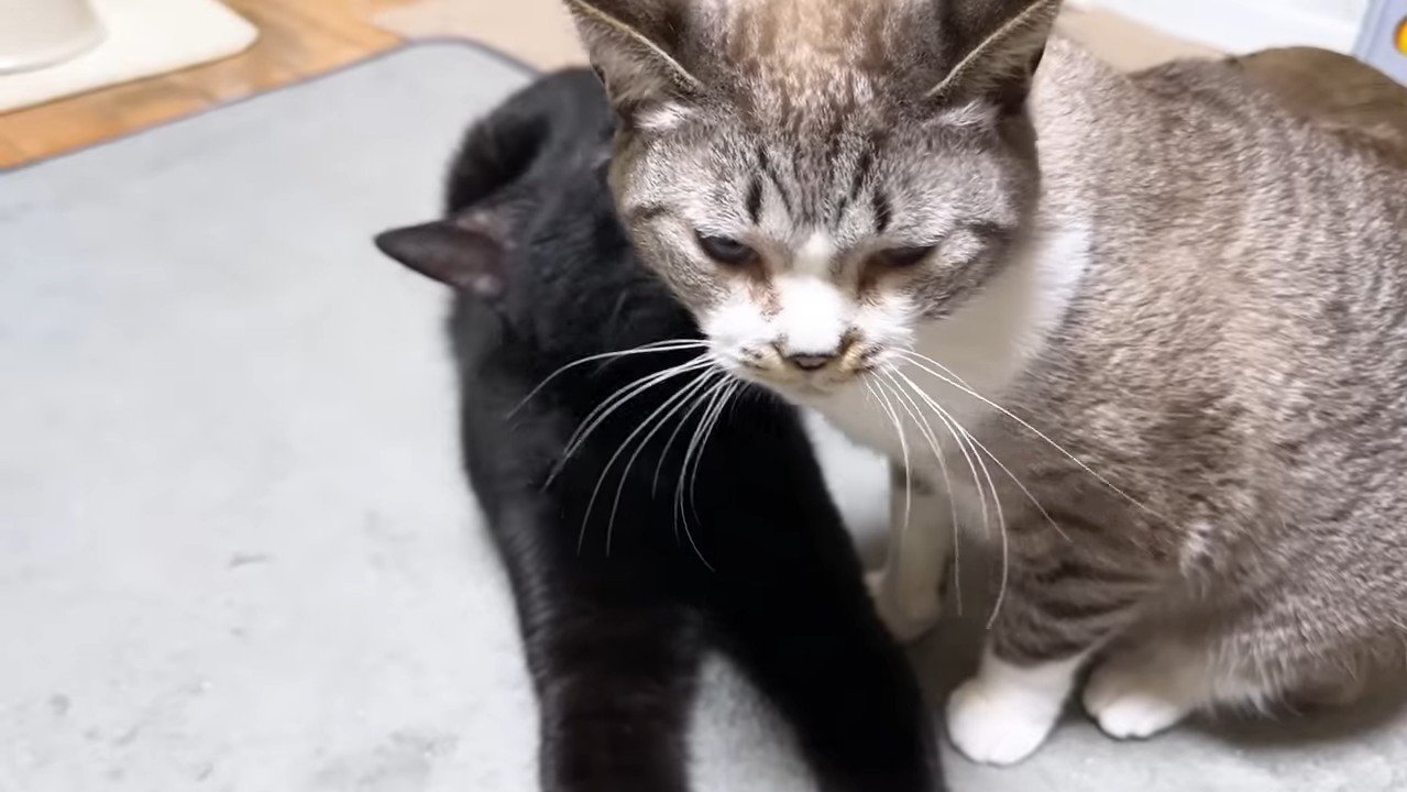 舐めるリオくん