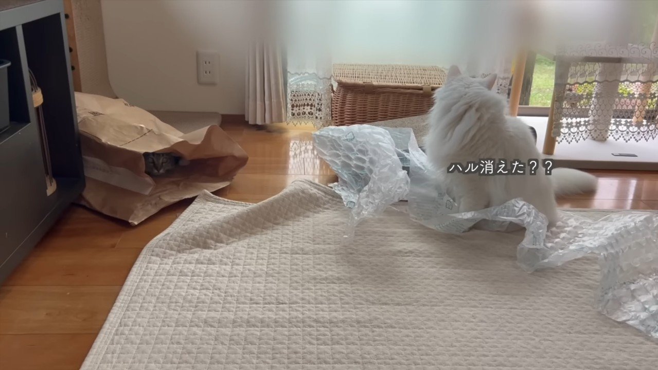 ハル消えた？？